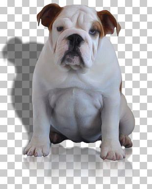 Dorset Olde Tyme Bulldogge American Bulldog Olde English Bulldogge Toy Bulldog Australian Bulldog PNG