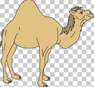 Dromedary Horse Cartoon PNG