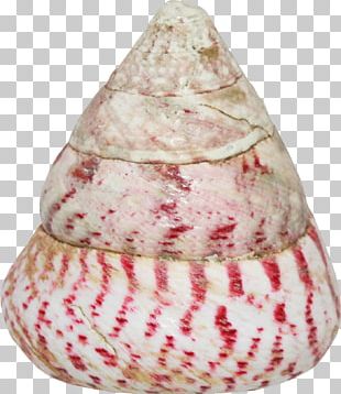 Conch Seashell Sea Snail PNG