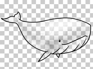 Porpoise Killer Whale Narwhal PNG