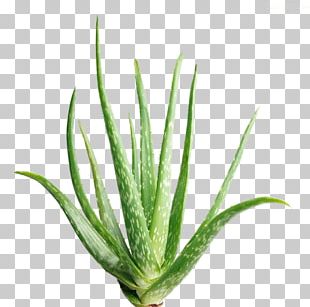 Aloe Vera Aloin Extract Succulent Plant Plants PNG
