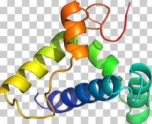 Organism Line PNG