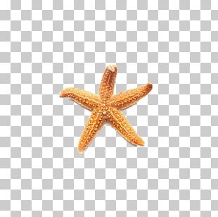 Starfish PNG