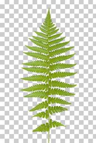Red Maple Maple Leaf Cedrus Libani Fern PNG