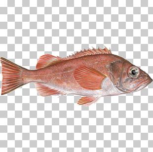 Northern Red Snapper Fish Products Redfish Seafood Fishing PNG