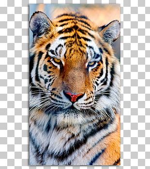 White Tiger Whiskers Cat Jaguar PNG