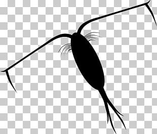 Featured image of post Plankton Clipart Png All png cliparts images on nicepng are best quality