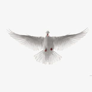 white pigeon flying png