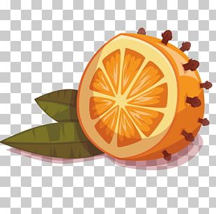 Mandarin Orange Fruit Drawing PNG