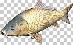 Milkfish Common Carp Herring PNG, Clipart, Animal, Animals, Aquaculture ...