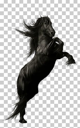 Mustang Friesian Horse Stallion Black PNG, Clipart, Black, Black And ...