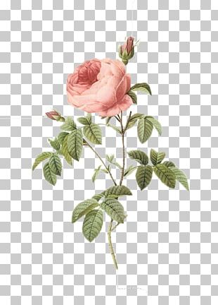 Rose Botany Botanical Illustration Flower Illustration PNG, Clipart ...