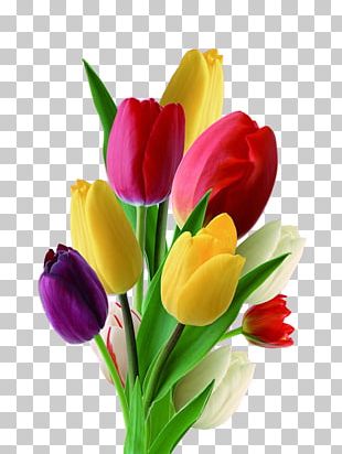 Netherlands Tulip Flower Nosegay PNG