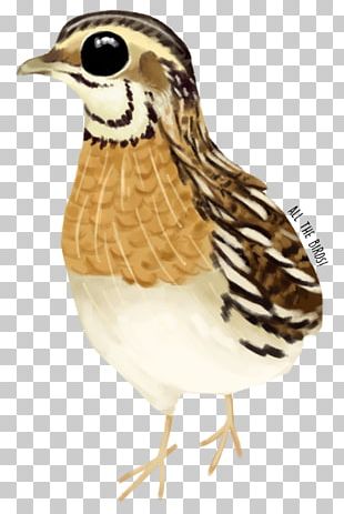Bird Galliformes Beak Feather Animal PNG