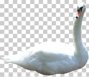 Swan PNG, Clipart, Swan Free PNG Download