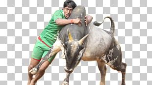 Featured image of post Jallikattu Images Hd Png / Find &amp; download free graphic resources for png.