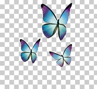 Cartoon Blue Butterfly PNG, Clipart, Blue, Blue Clipart, Butterfly ...