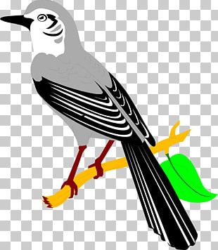 Northern Mockingbird PNG