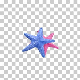 Starfish Callopatiria Granifera Icon PNG