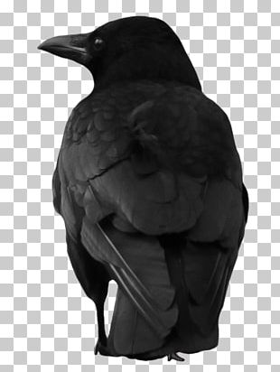 American Crow New Caledonian Crow Rook PNG