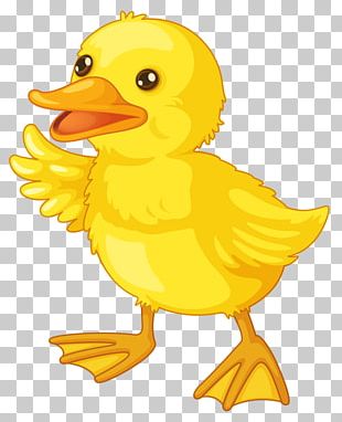 American Pekin Duck Cartoon PNG