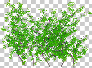 Ivy PNG