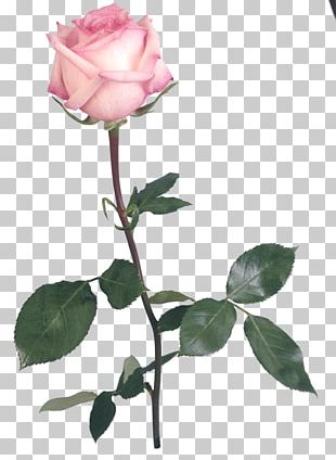 Garden Roses PNG