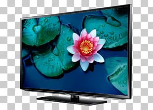Nelumbo Nucifera Flower Water Lilies Vietnamese Lotus Tea PNG
