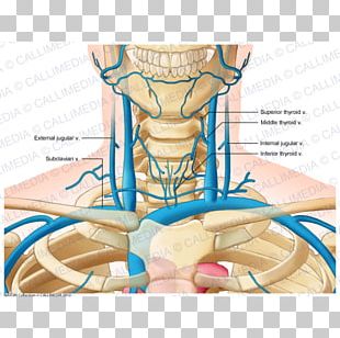 External Jugular Vein PNG Images, External Jugular Vein Clipart Free ...