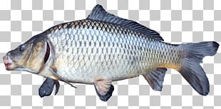 Tilapia Catla Catla Carp Freshwater Fish PNG, Clipart, Animal Source ...