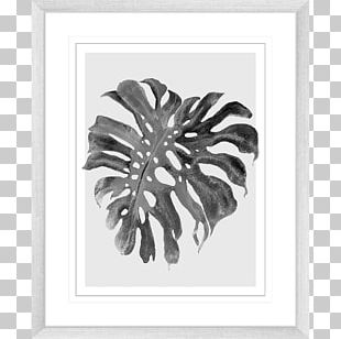Frames Photography Square Furniture PNG
