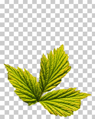 Leaf Herb M-tree Tree Science PNG