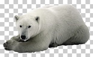 Baby Polar Bears Cuteness Child PNG, Clipart, Animals, Baby Polar Bears ...