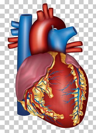 anatomical heart stencil download