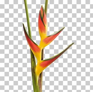 Lobster-claws Flower Product Export Beefsteak PNG