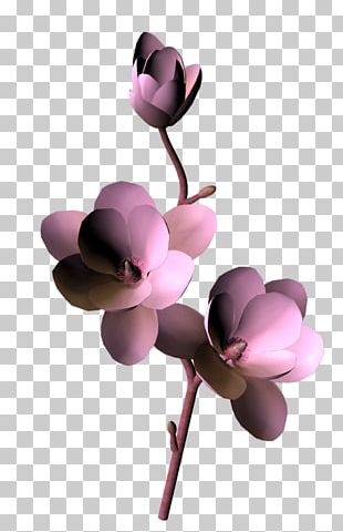 Magnolias Flowers Clipart PNG Images, Magnolia Flower In The Border, Round,  Trunk, Green Background PNG Image For Free Download