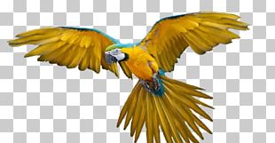 Amazon Parrot Macaw PNG, Clipart, Animals, Beak, Bird, Blue, Common Pet ...