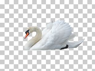 Swan PNG, Clipart, Animals, Animals Goose, Asuka, Bird, Goose Free PNG ...