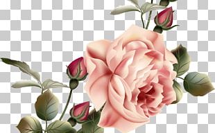 Rose Flower Floral Design PNG, Clipart, Blume, Cicek, Cicek Resimleri ...