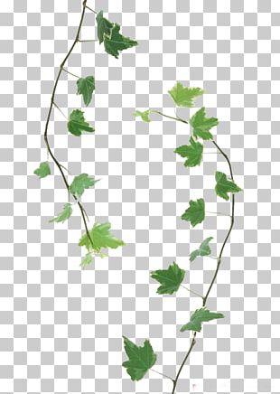 Twig Leaf Green PNG, Clipart, Background Green, Branch, Branches, Brown ...