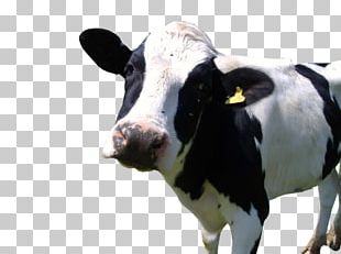 Holstein Friesian Cattle Calf Milk Dairy Cattle Farm PNG, Clipart ...