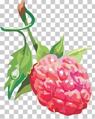 Raspberry PNG