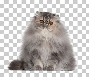 Persian Cat Ragdoll Bengal Cat Himalayan Cat Exotic Shorthair Png