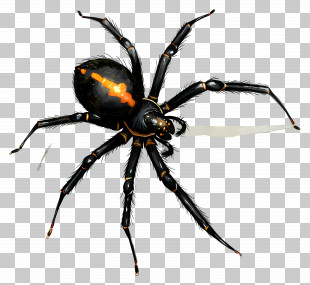 Spider - Realistic Black Widow Spider Illustration PNG