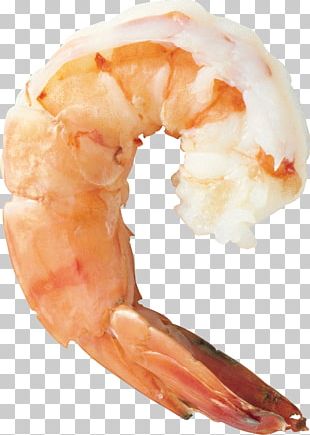 Giant Tiger Prawn Shrimp Indian Prawn Prawns PNG, Clipart, American ...