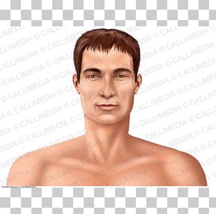 Human Body Organ Homo Sapiens Anatomy Human Skin PNG, Clipart, Abdomen ...