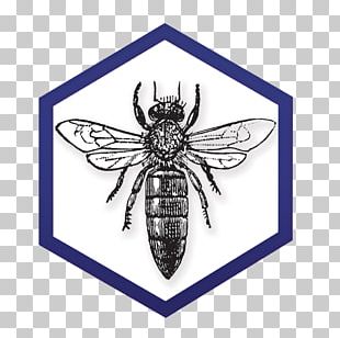 Western Honey Bee Queen Bee Drawing PNG