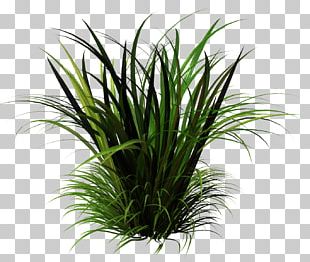 Tallgrass Prairie Ornamental Grass Grasses Lawn Ornamental Plant PNG ...