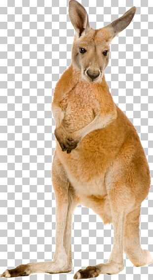 Kangaroo Macropodidae PNG
