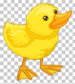 Desktop Duck Drawing PNG, Clipart, Animals, Animation, Cartoon ...